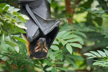 A wild Spectacled Flying Fox sleeps in the rainforest foliage near a wildlife rescue facility in Kuranda, Queensland, Australia.