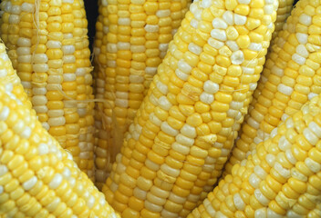 Close up on boiled corn cob