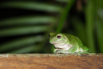 An Australian Green Tree Frog relaxes on a deck in Kuranda, Queensland, Australia.  Often not bothered by humans, Green Tree Frogs are popular as pets around the world.