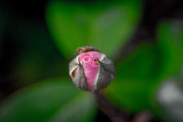 Pink Rosebud Flower about to Bloom