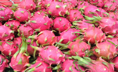 fresh dragon fruit in the pile in harvest season