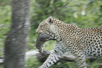 Leopard with warthog in mouth