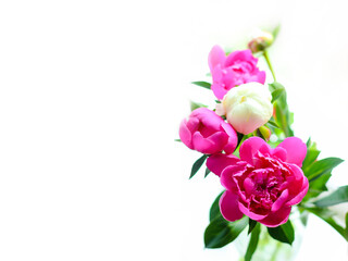 
Isolated bunch of bright pink peonies and white bud peonies with empty space for text