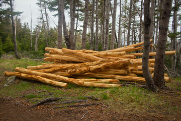 clean cut logs stacked in the forest