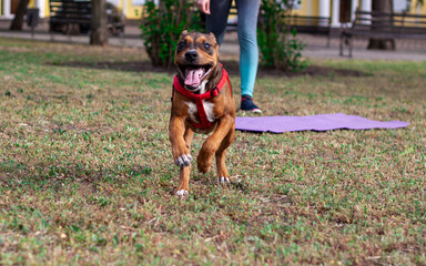 A very cheerful, joyful and positive dog runs very quickly right at the photographer. The girl is doing fitness on the background