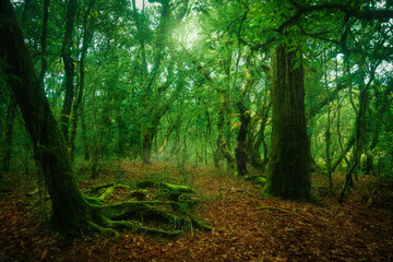 green forest