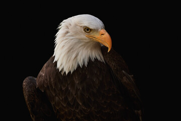Close-up of a Bald eagle isolated on black background (Haliaeetus leucocephalus)