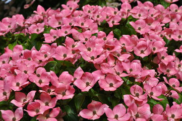 Beautiful pink kousa dogwood flowers