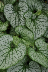 New green and white elephant ears leaves