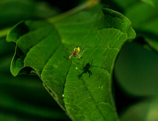 Spinne auf Blatt 1