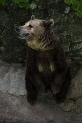 Portrait of a big brown bear.