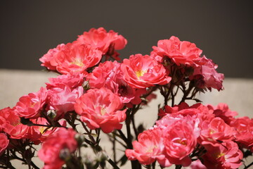 pink roses in a garden