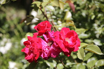 pink rose bush