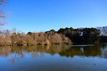 公園の池