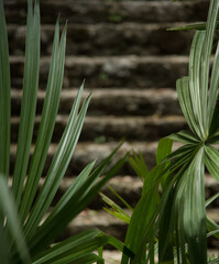 Obraz premium Vegetation of Coba, Mayan ruins at the shadow