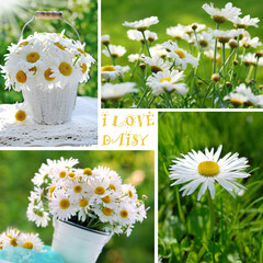 collage with daisy flowers