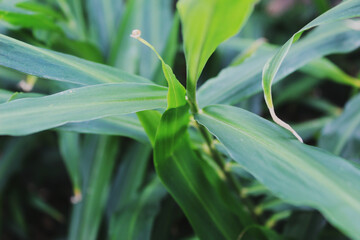 Obraz premium Folhas de gengibre usadas para uso medicinal e alimentar