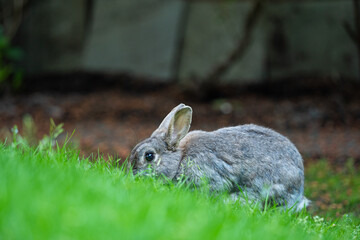 one cute grey rabbit focus on eating behind a slope filled with green grasses