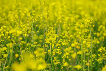 Landscape with yellow rapeseed field. Bright yellow rapeseed oil. Biofuel.