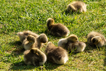 a group of cute yellow goslings gathering on the green grass field under the sun