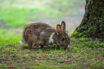 close up of a brown rabbit with white hair on the neck eating under the tree in the shade