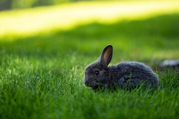 close up of a cute grey bunny eating grasses on the green field under the shade