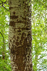 close up of a tree trunk with rough white and brown texture on the bark