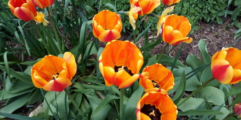 lively orange tulips