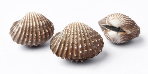 fresh cockles seafood on white background