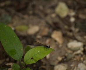 green leaf with an insect