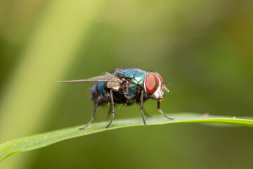 Housefly insect sits on green leaf in the morning