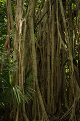 Huge tree at Coba Mayan Jungle, Mexico