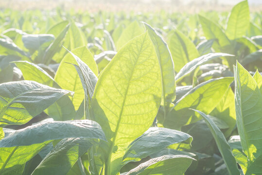 plantaci&oacute;n de tabaco en el valle de vi&ntilde;ales cuba