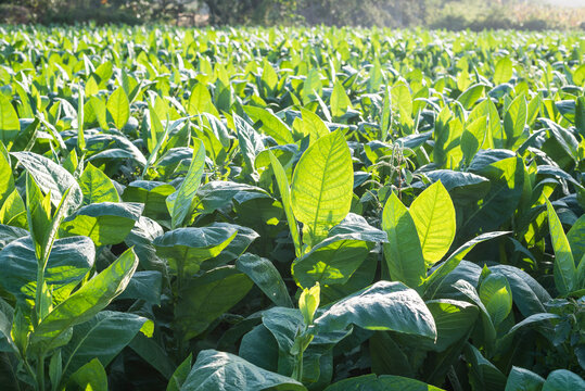 plantaci&oacute;n de tabaco en el valle de vi&ntilde;ales cuba