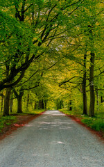 Road in spring forest.