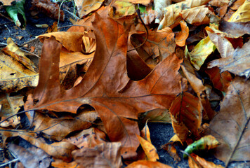 Fall color
