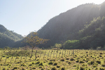 naturaleza en el valle de viñales cuba