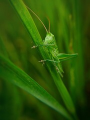 grasshopper on the grass