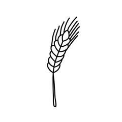 wheat doodle icon, vector illustration