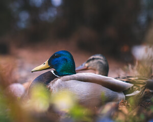 Mallard Duck 