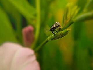 Fototapeta premium dragonfly on a leaf