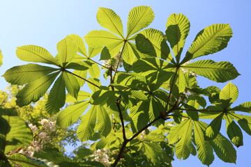 Gewöhnliche Rosskastanie im Frühling, weißblühende Rosskastanie, Baumkrone mit Laub, Aesculus