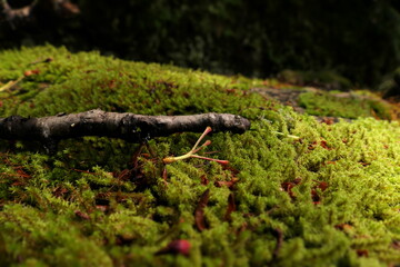 苔の上に落ちている小枝
