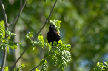 A male Red-winged Blackbird perched on a tree branch