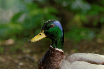 Close-up of a male Mallard duck,