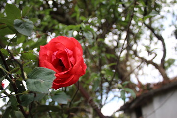Roza roja