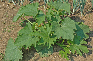 Au jardin : pied de courgettes.