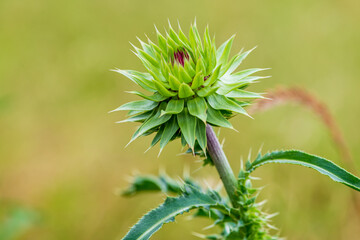 flower of a thistle