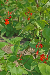Au jardin : haricots verts rame en fleurs, rouges.