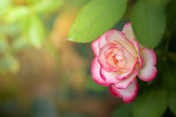 Roses in the garden